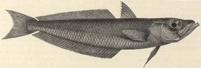 Antarctic Silverfish