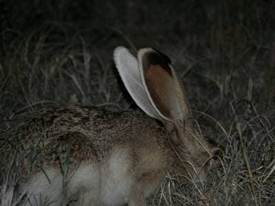 Antelope Jackrabbit