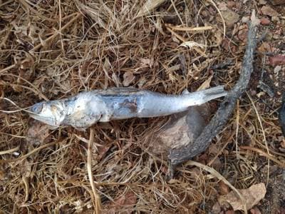 Argentine anchovy
