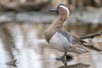 Garganey