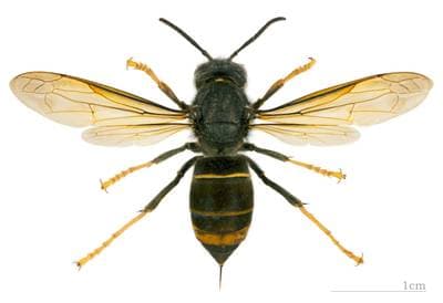 Asian Hornet