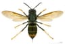 Asian Hornet