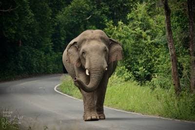 Asian Elephant