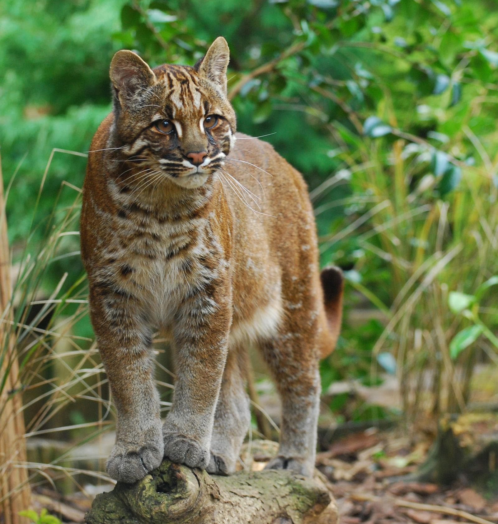 Asian Golden Cat — 2/3