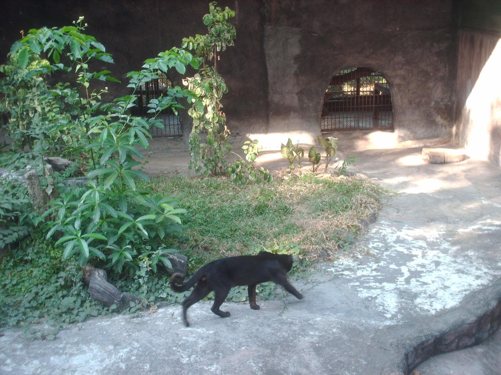 Asian Golden Cat — 1/3