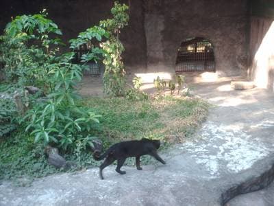 Asian Golden Cat