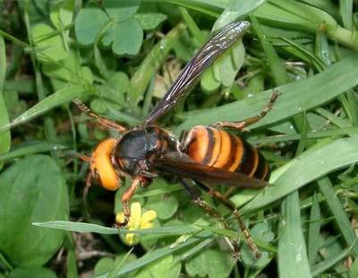 Asian Giant Hornet