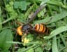Asian Giant Hornet
