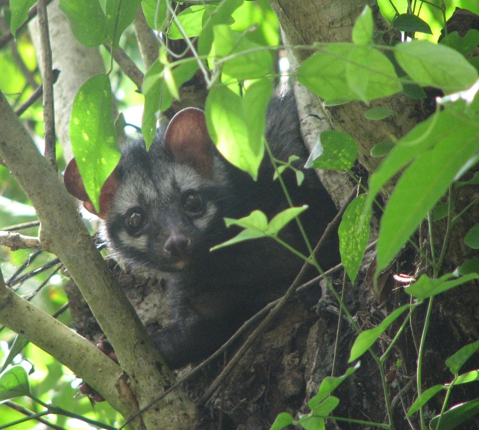 Asian Palm Civet — 1/3