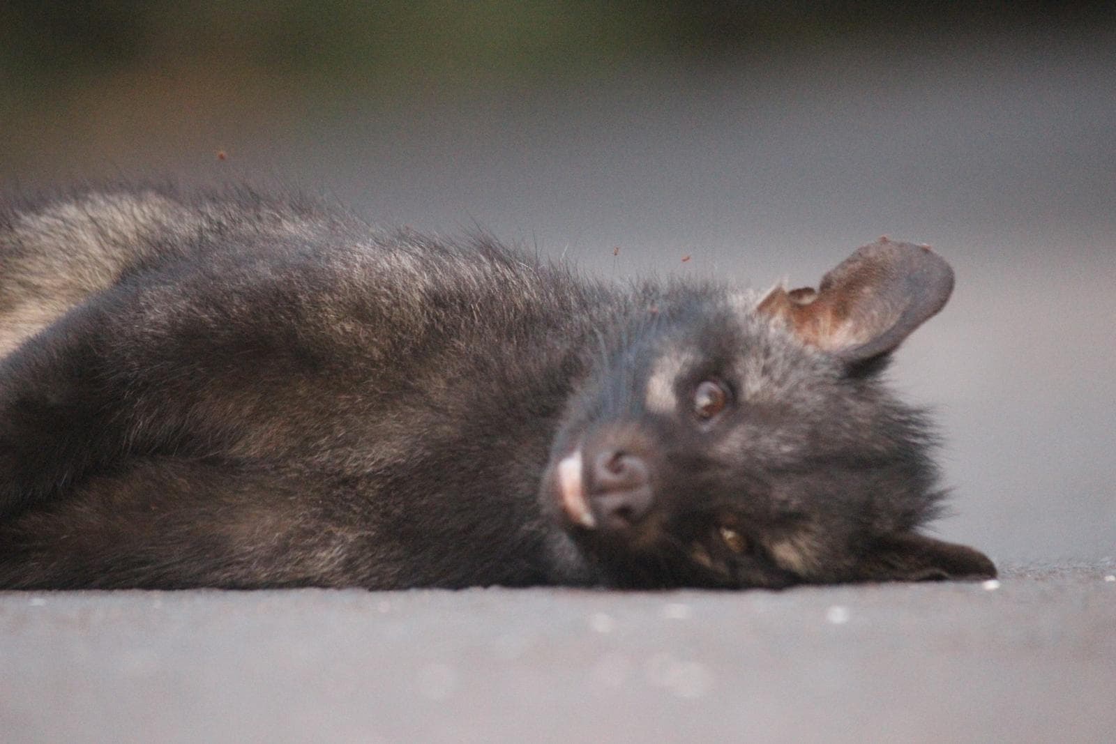 Asian Palm Civet — 2/3
