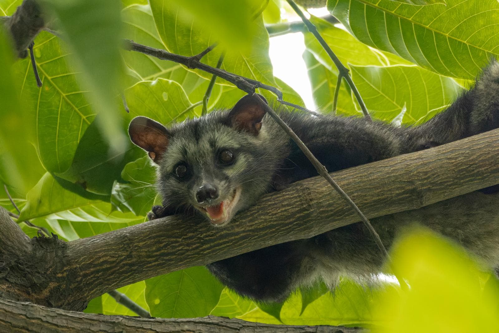 Asian Palm Civet — 3/3