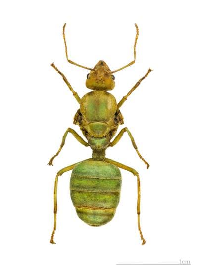 Asian Weaver Ant
