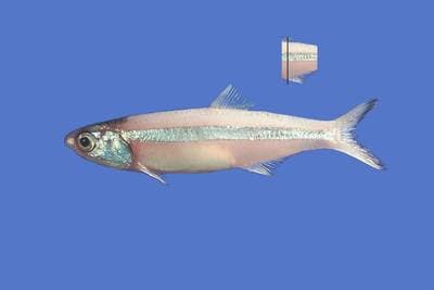 Broad-striped Anchovy