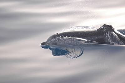 Atlantic spotted dolphin