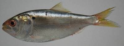 Atlantic Menhaden