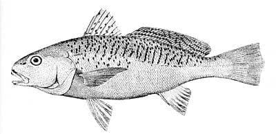 Atlantic croaker