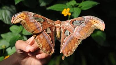 Atlas Moth