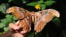Atlas Moth