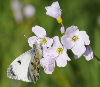 Orange-tip