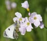 Orange-tip