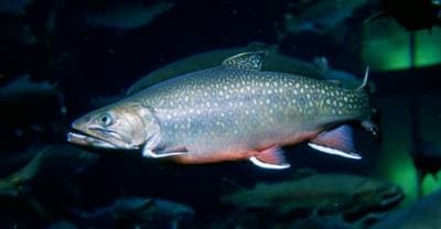 Aurora Trout