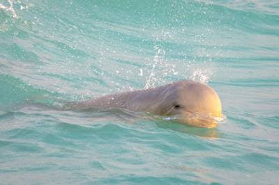 Australian Snubfin Dolphin