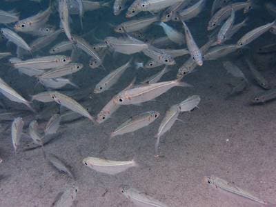 Redear Sardine