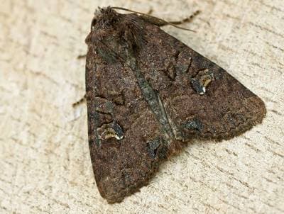 Common Rustic
