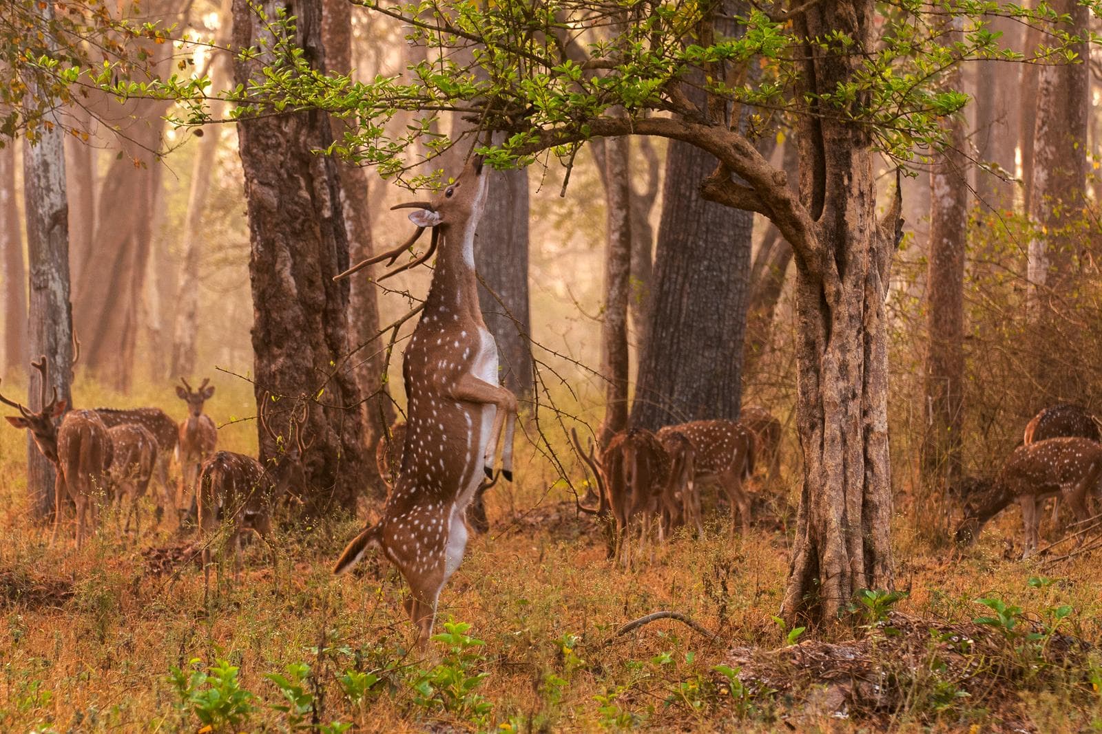 Axis Deer — 2/3