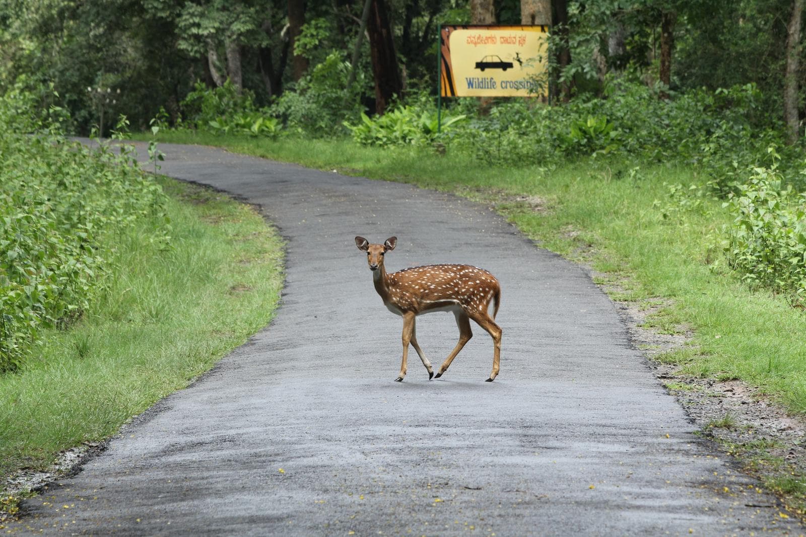 Axis Deer — 1/3