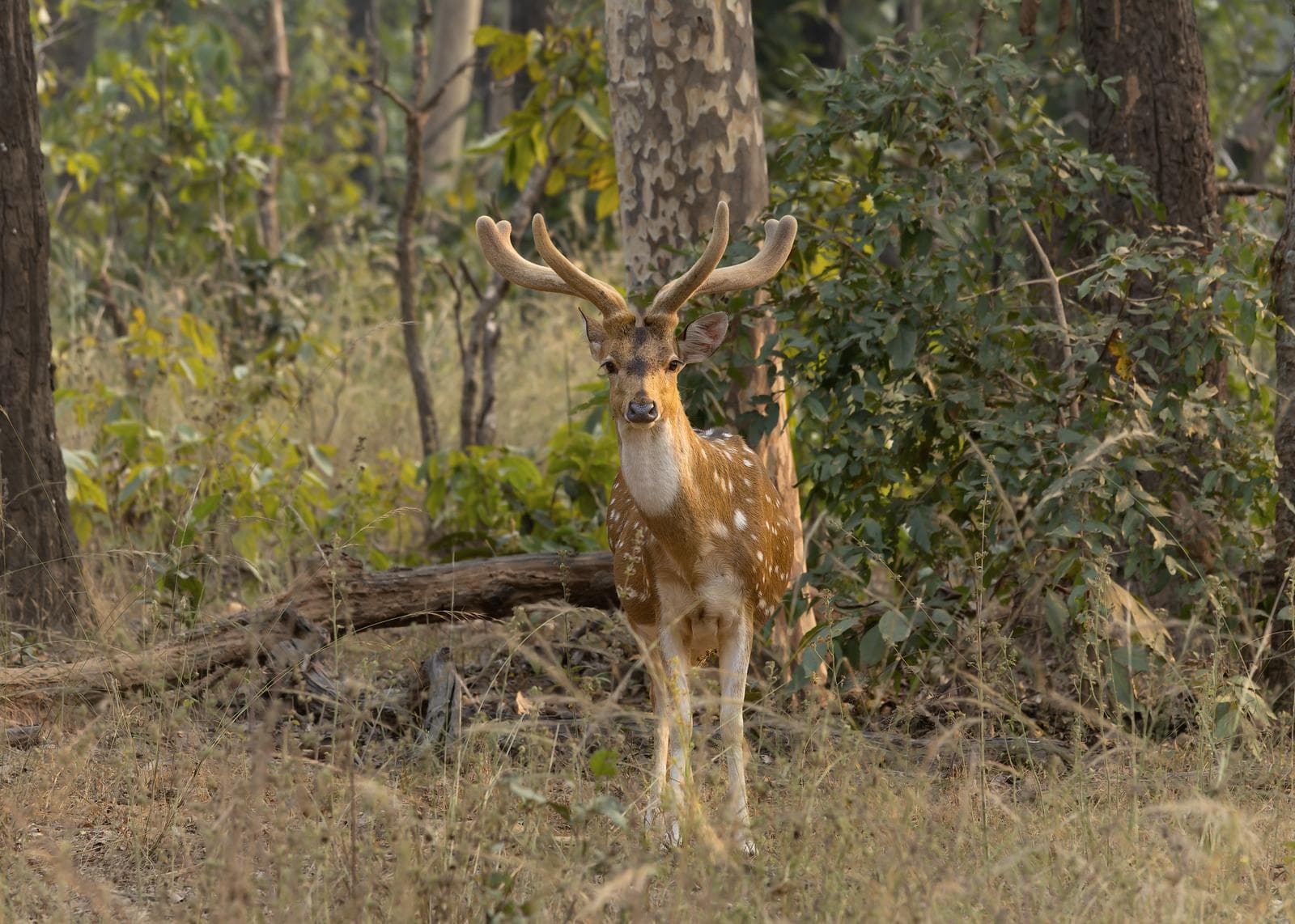 Axis Deer — 3/3