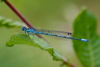 Azure Bluet