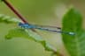 Azure Bluet
