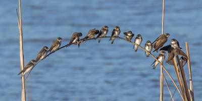 Bank Swallow