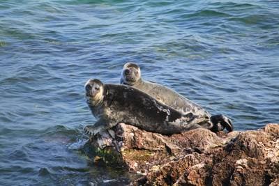 Baikal Seal (Nerpa)
