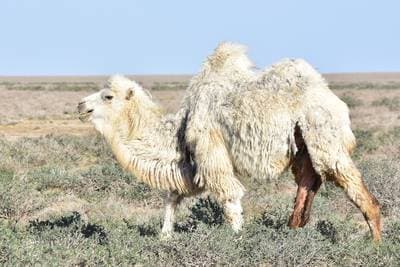 Bactrian Camel