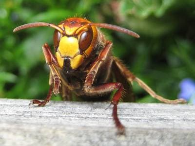 European Hornet