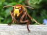 European Hornet
