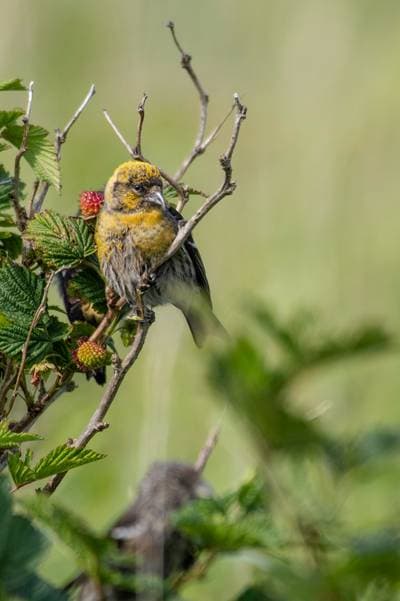 Two-barred Crossbill