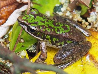 Bangkimtsing Frog