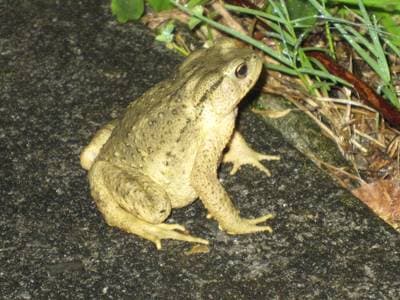 Bankor Toad
