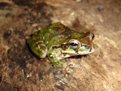 Mexican treefrog