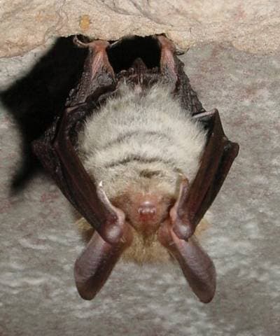 Bechstein's Bat