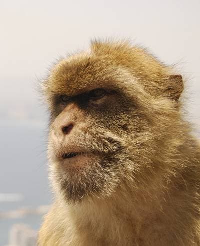 Barbary Macaque