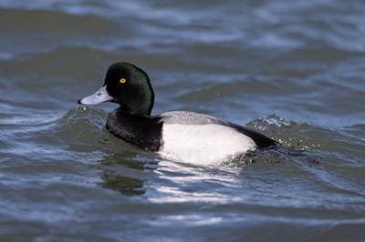 Greater Scaup