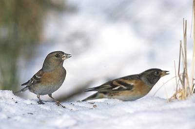 Brambling