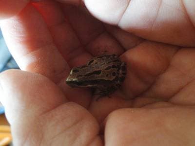 Mountain Treefrog