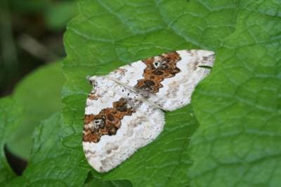 Silver-Ground Carpet