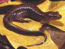 Mountain Dusky Salamander