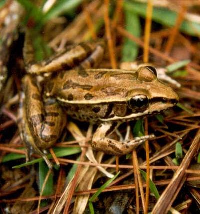 Berlandier's Frog